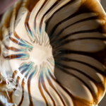 Morning Glory | Bowl